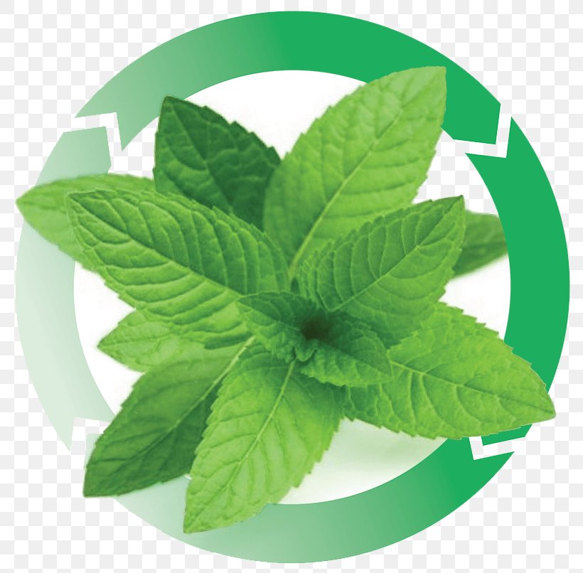 Peppermint Mentha Spicata Herbalism Aloe Vera, PNG, 812x806px, Peppermint, Aloe, Aloe Vera, Gel, Heavy Legs Download Free