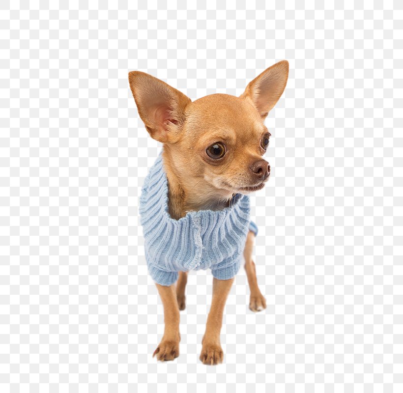 Chihuahua Russkiy Toy Puppy Dog Breed Companion Dog, PNG, 800x800px, Chihuahua, Breed, Carnivoran, Clothing, Companion Dog Download Free