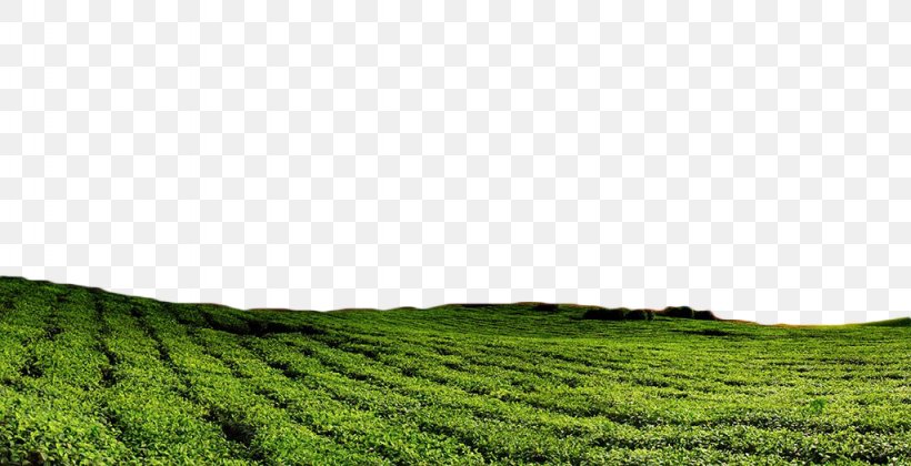Green Tea Tea Garden, PNG, 1024x525px, Tea, Agriculture, Field, Grass, Grass Family Download Free