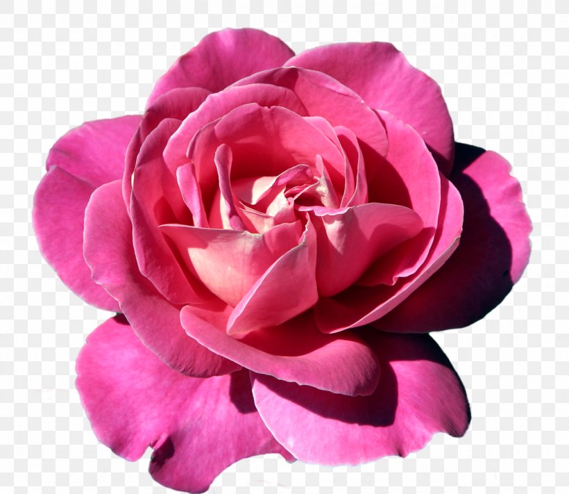 Pink Rose, PNG, 1280x1110px, Rose, Art, Artificial Flower, Blog, Camellia Download Free