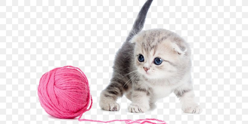 Scottish Fold Kitten Maine Coon Russian Blue Havana Brown, PNG, 658x411px, Scottish Fold, American Shorthair, American Wirehair, Animal, Asian Download Free
