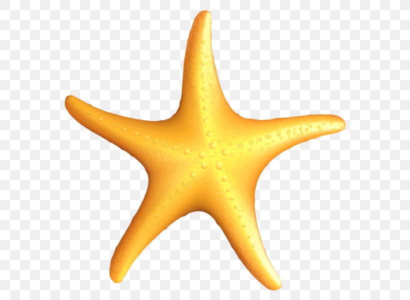 Starfish Clip Art, PNG, 584x600px, Starfish, Basket Star, Brittle Star, Drawing, Echinoderm Download Free