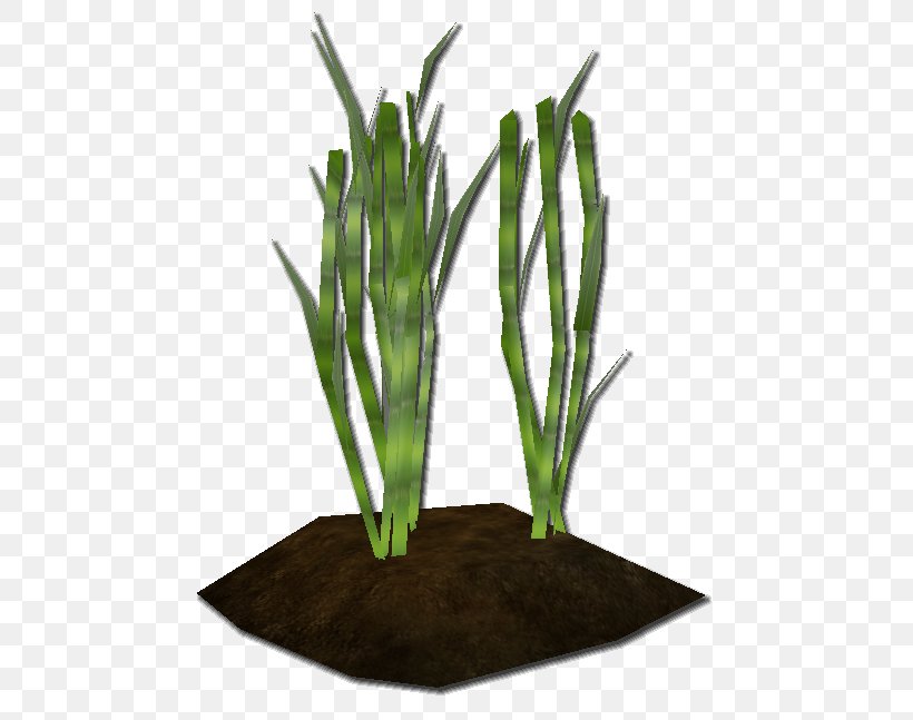 Sugarcane Cultivation Wiki Clip Art, PNG, 489x647px, Sugarcane, Flowerpot, Grass, Grass Family, Plant Download Free