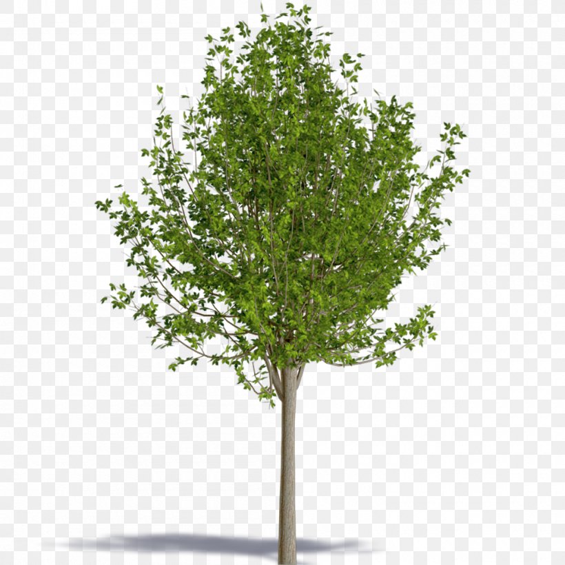 Tree Royalty-free, PNG, 1000x1000px, Tree, Bonsai, Branch, Landscape Architecture, Maple Download Free