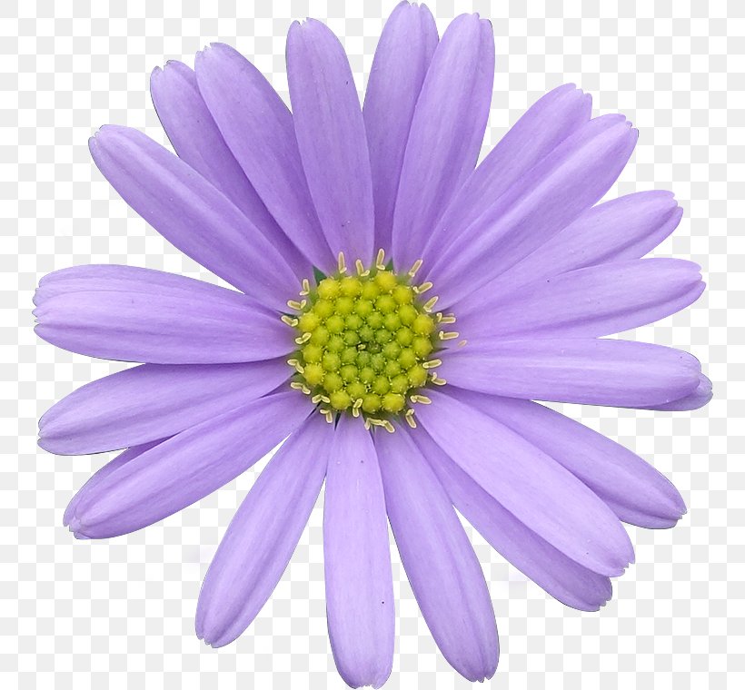 Flower Photography Clip Art, PNG, 750x760px, Flower, Annual Plant, Aster, Chrysanths, Clipping Path Download Free