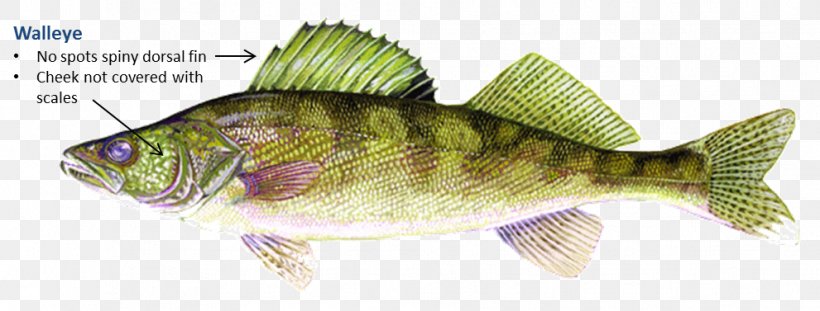 Bass Northern Pike Tilapia Walleye Fishing, PNG, 991x377px, Bass, Animal Figure, Barramundi, Bluegill, Bony Fish Download Free