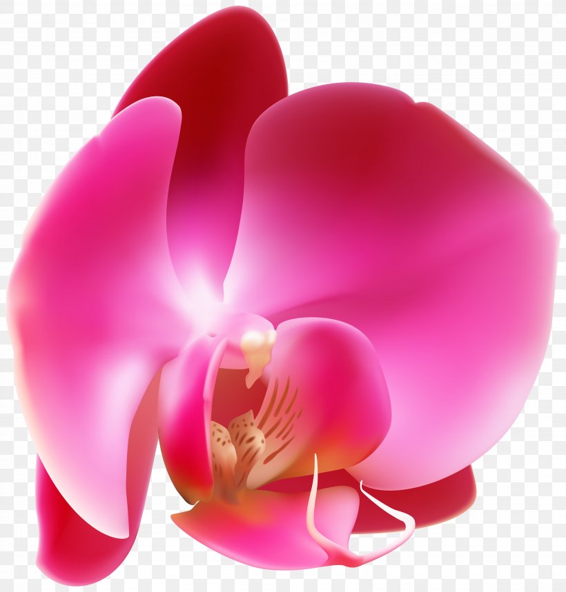 Flower Photography Publishing, PNG, 6677x7000px, Flower, Banner, Book, Close Up, Flower Bouquet Download Free
