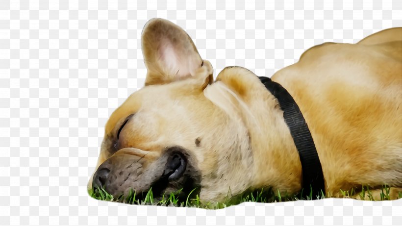 French Bulldog, PNG, 2668x1500px, Watercolor, Dog, Dog Breed, Fawn, French Bulldog Download Free