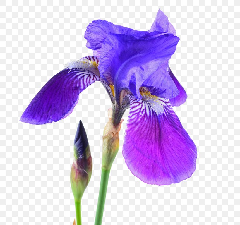 Northern Blue Flag Orris Root Iris Croatica Stock Photography, PNG, 768x769px, Northern Blue Flag, Flower, Flowering Plant, Iris, Iris Croatica Download Free