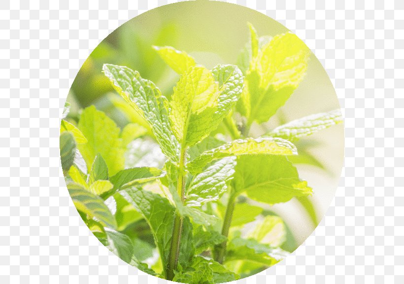 Peppermint Essential Oil Herb Common Sage, PNG, 578x578px, Peppermint, Allspice, Common Sage, Essential Oil, Herb Download Free