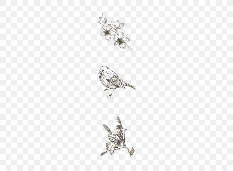 Sparrow Cartoon Drawing, PNG, 600x600px, Sparrow, Animal, Bird, Black, Black And White Download Free