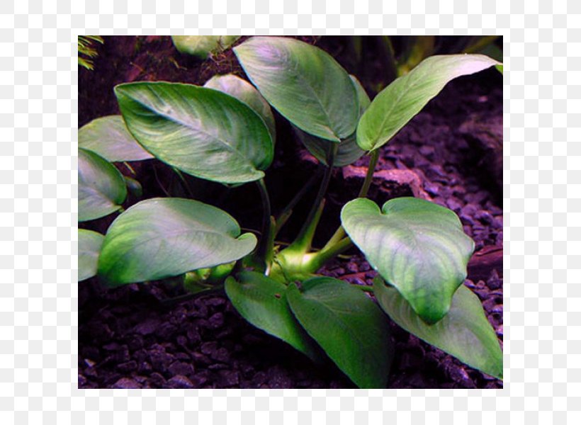 Anubias Barteri Var. Nana Aquariums Aquatic Plants Anubias Afzelii, PNG, 600x600px, Anubias Barteri Var Nana, Anubias, Anubias Barteri, Aquarium, Aquariums Download Free