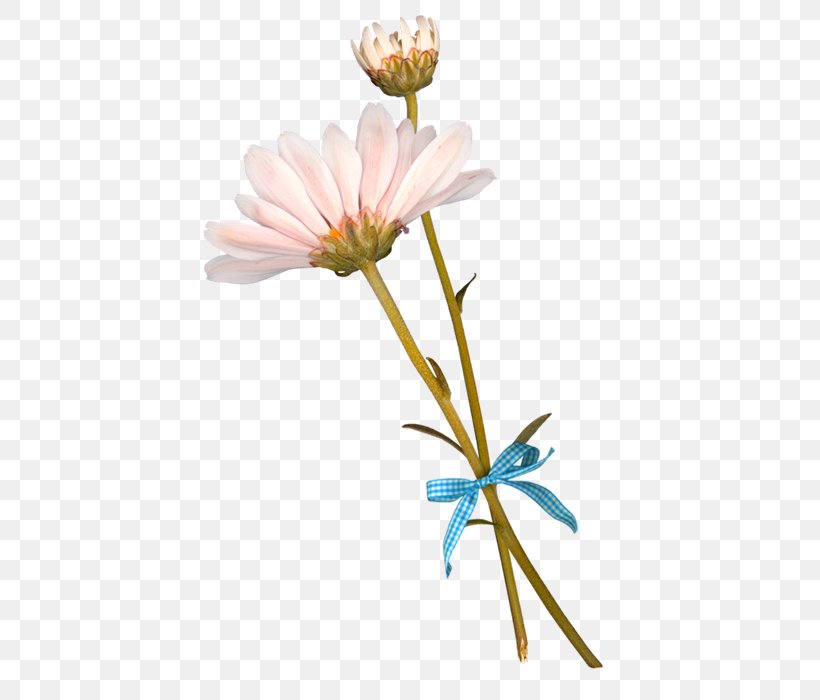 Flower German Chamomile Clip Art, PNG, 700x700px, Flower, Blog, Carnation, Chamomile, Chrysanths Download Free