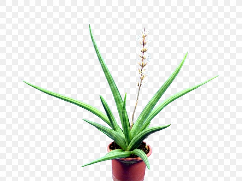 Aloe Sansevieria Embryophyta Succulent Plant Cactaceae, PNG, 1024x768px, Aloe, Agave, Agavoideae, Asparagaceae, Cactaceae Download Free