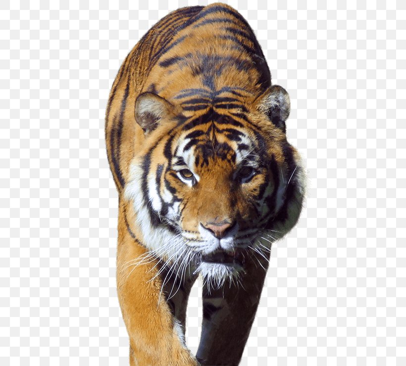 Black Tiger Whiskers Big Cat Deer, PNG, 515x739px, 2017, Tiger, Big Cat, Big Cats, Black Tiger Download Free