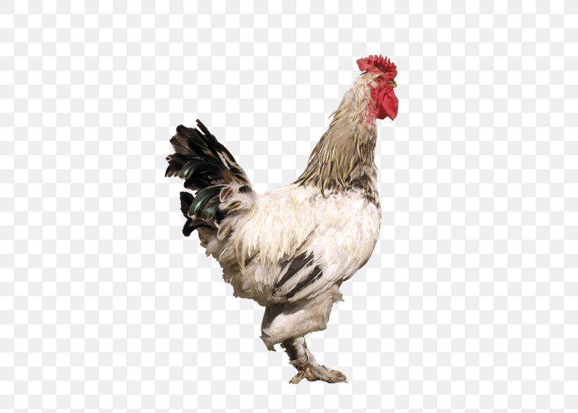 Rooster Denizli Chicken Hồ Chicken, PNG, 500x586px, Rooster, Beak, Bird, Chicken, Denizli Chicken Download Free