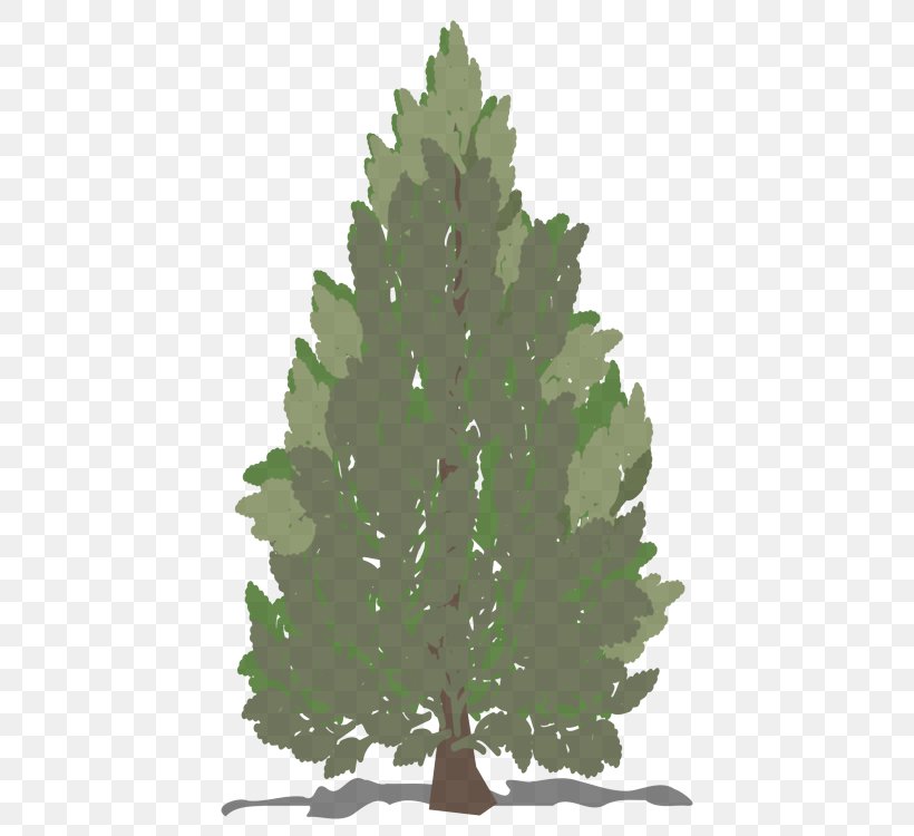 Balsam Fir White Pine Shortleaf Black Spruce Yellow Fir Colorado Spruce, PNG, 750x750px, Balsam Fir, Colorado Spruce, Jack Pine, Lodgepole Pine, Oregon Pine Download Free