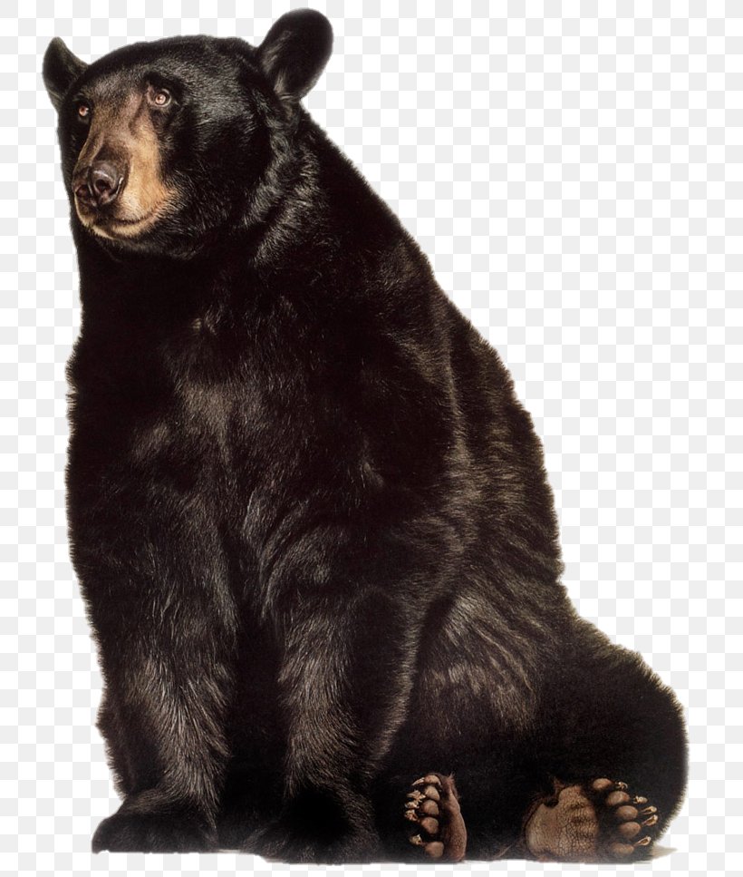 Grizzly Bear American Black Bear Gorilla Animal, PNG, 745x967px, 2013, Grizzly Bear, Alaska Peninsula Brown Bear, American Black Bear, Animal Download Free