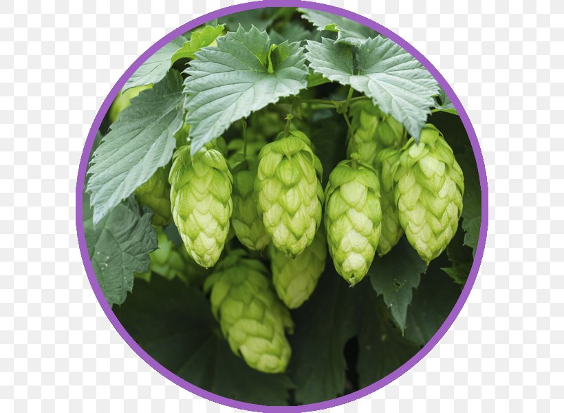 Hops Beer Brewing Grains & Malts Common Hop Plant, PNG, 600x600px, Hops, Artisau Garagardotegi, Beer, Beer Brewing Grains Malts, Bitterness Download Free