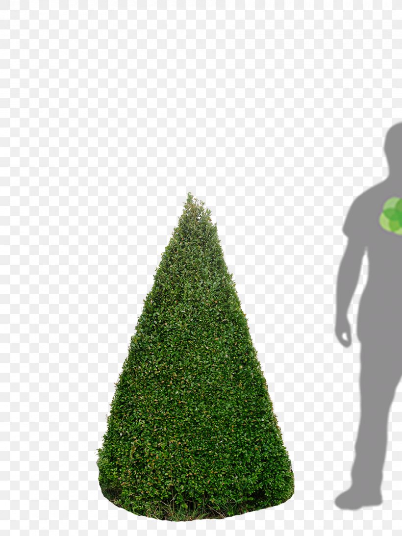 Fir Christmas Tree Spruce Christmas Day, PNG, 900x1200px, Fir, Christmas Day, Christmas Tree, Cone, Conifer Download Free