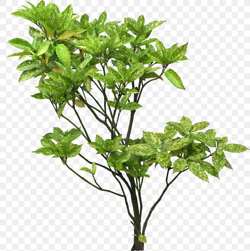 Tree Plant Shrub Branch Aucuba Japonica, PNG, 2151x2162px, Tree, Aucuba Japonica, Branch, Concept, Environmental Protection Download Free
