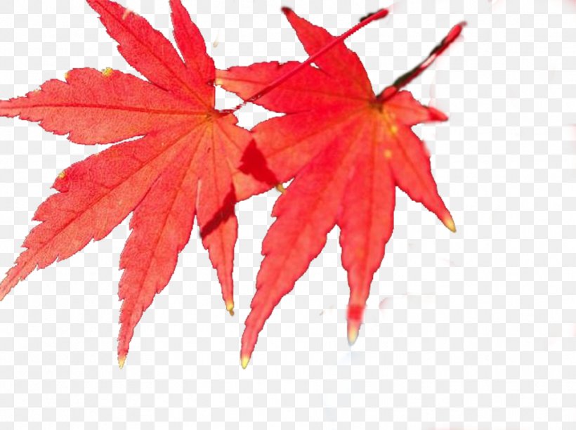 Maple Leaf, PNG, 962x719px, Maple Leaf, Autumn Leaf Color, Flowering Plant, Leaf, Maple Download Free