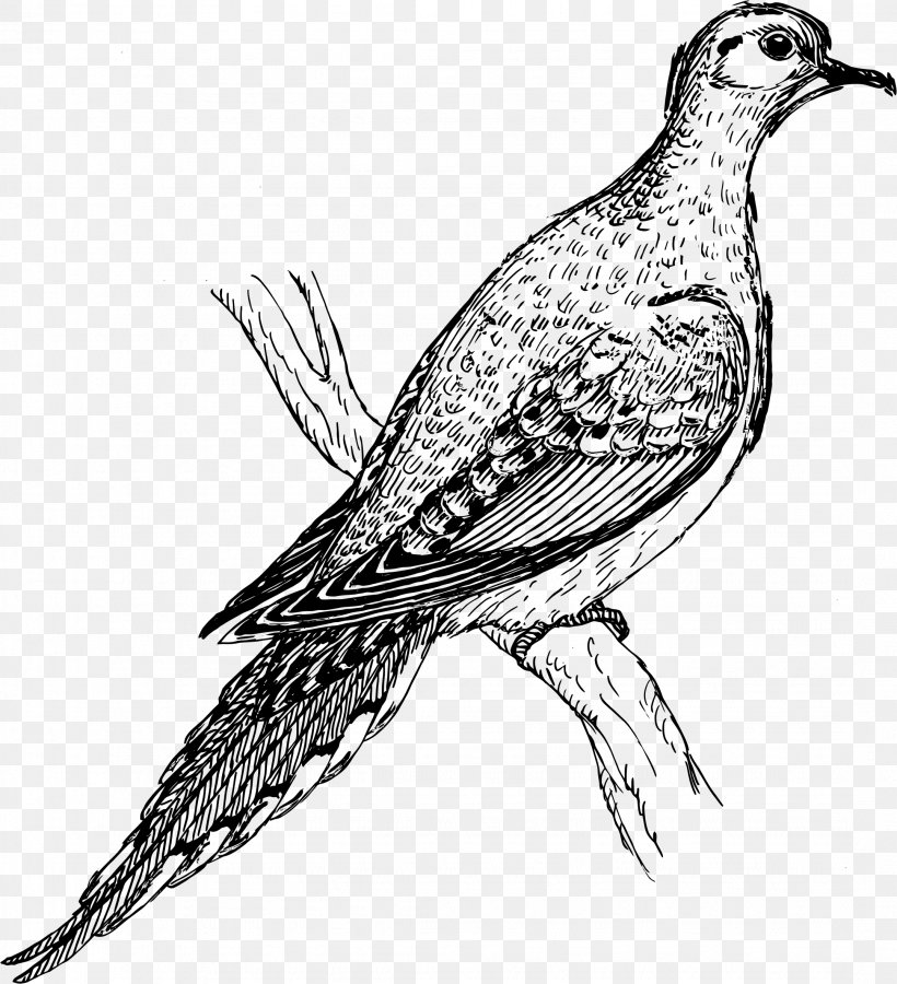 Columbidae Beak Bird Clip Art, PNG, 2157x2368px, Columbidae, Animal, Artwork, Beak, Bird Download Free