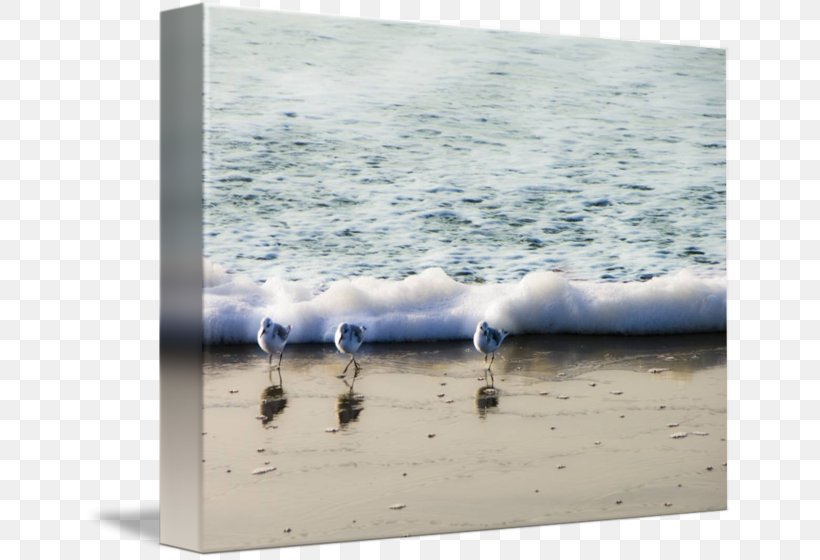 Seabird Picture Frames Gallery Wrap Three Little Birds, PNG, 650x560px, Seabird, Art, Bird, Calm, Canvas Download Free