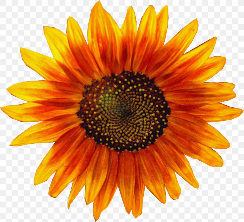 Sunflower, PNG, 1606x1468px, Flower, Gazania, Orange, Petal, Plant Download Free
