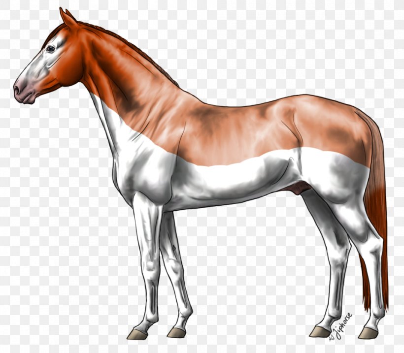 Arabian Horse Foal Mustang Pony Stallion, PNG, 955x836px, Arabian Horse, Australian Stock Horse, Bay, Bit, Bridle Download Free