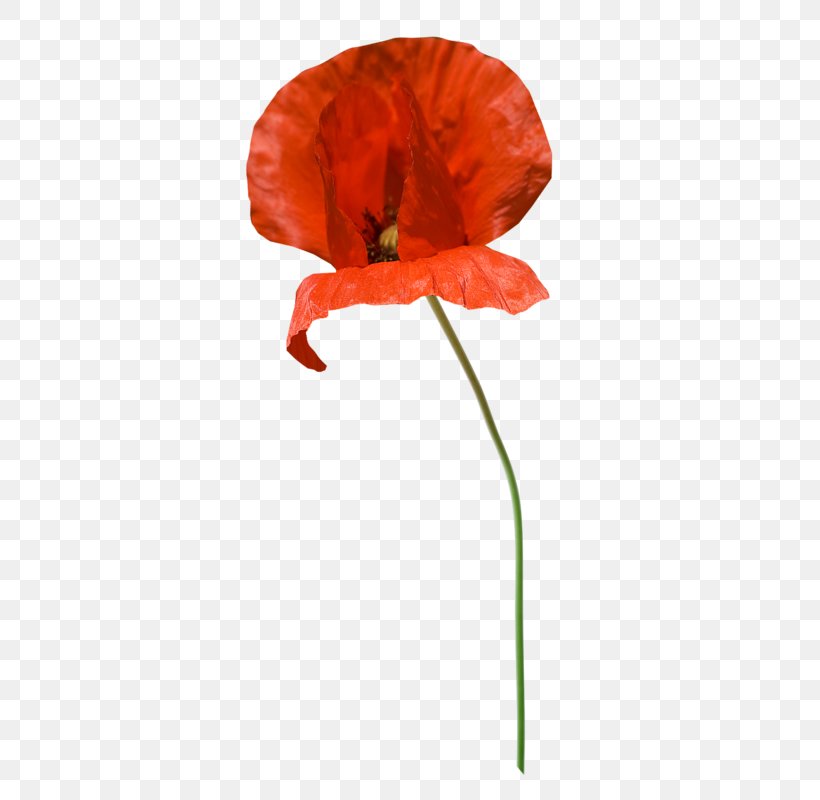 Common Poppy Clip Art Image, PNG, 361x800px, Poppy, Architecture, Botany, Common Poppy, Computer Download Free