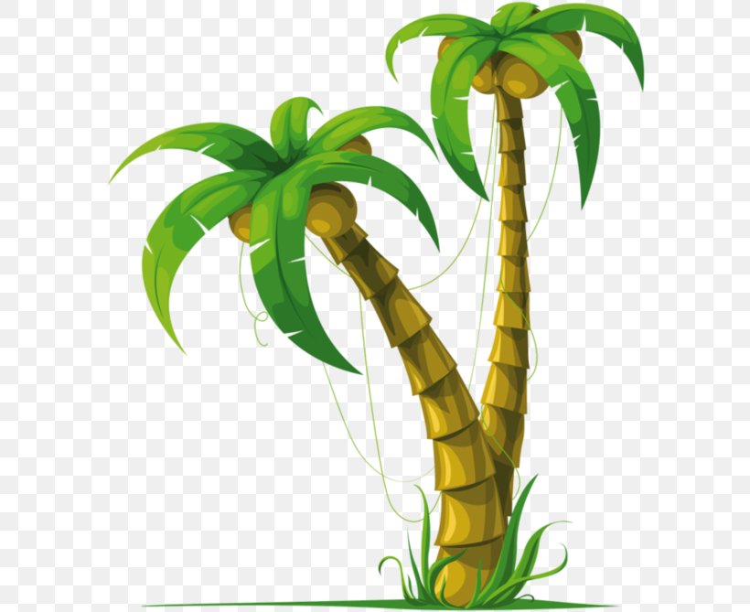 Palm Tree, PNG, 590x669px, Plant, Flower, Houseplant, Leaf, Palm Tree Download Free