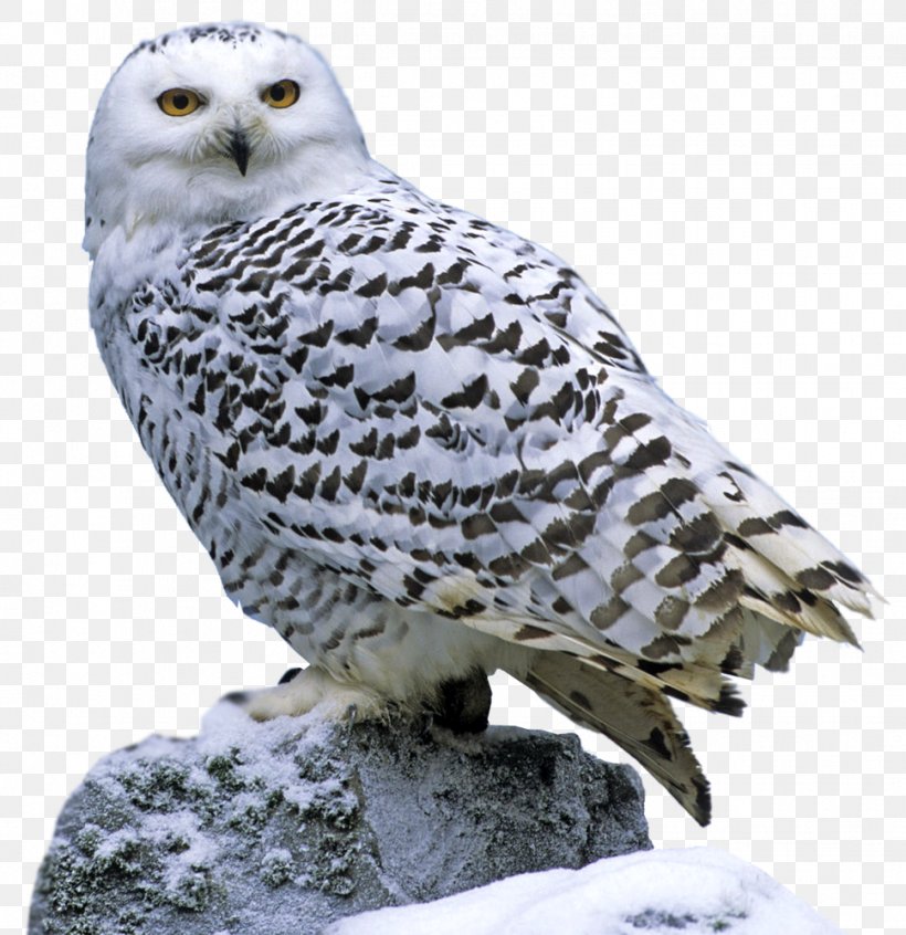 Snowy Owl Consumer Tundra Reindeer, PNG, 969x1000px, Owl, Animal, Arctic, Beak, Bird Download Free