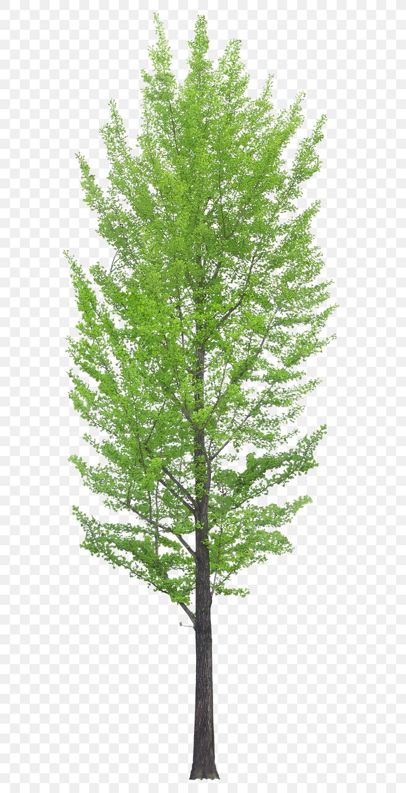Tree Desktop Wallpaper Clip Art, PNG, 661x1600px, Tree, Biome, Branch, Conifer, Evergreen Download Free