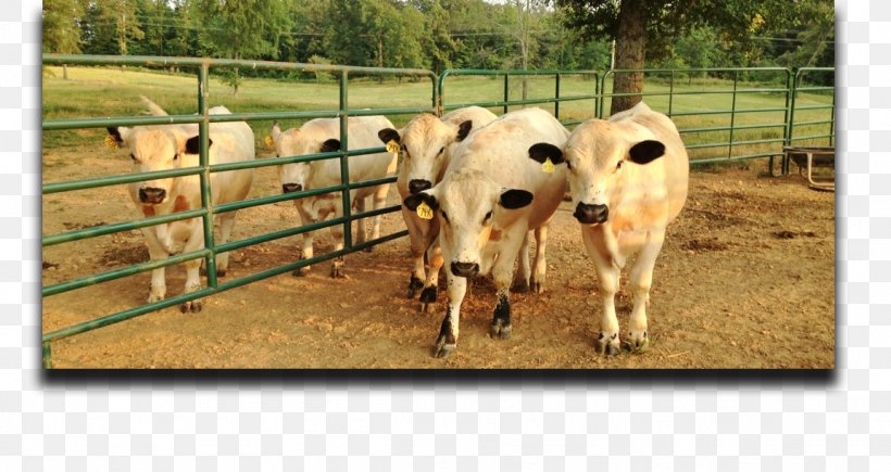Calf British White Cattle Grazing Pasture Farm, PNG, 1152x612px, Calf, Animal, Breed, British White Cattle, Cattle Download Free