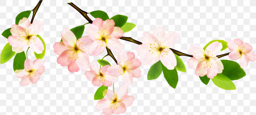 Cherry Blossom, PNG, 3000x1350px, Flower, Blossom, Branch, Cherry Blossom, Petal Download Free