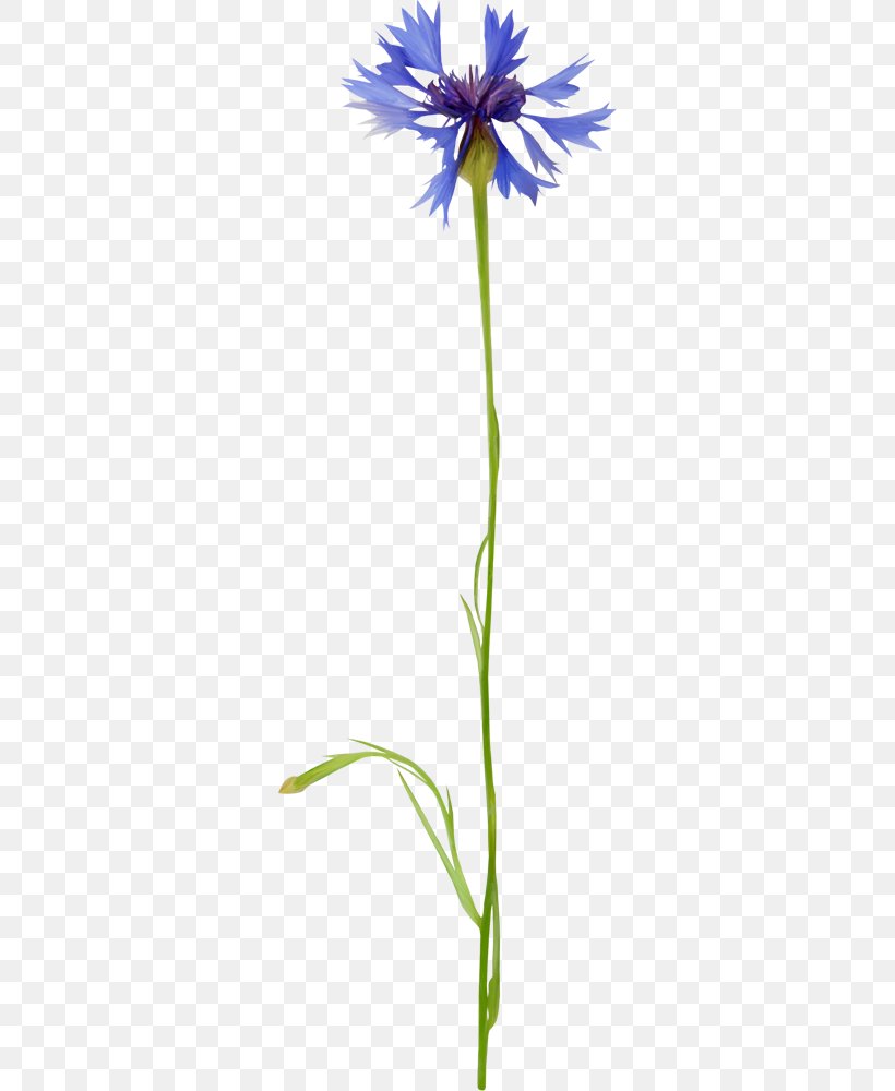 Cut Flowers Blue Petal Plants, PNG, 310x1000px, Flower, Blue, Color, Cut Flowers, Flora Download Free