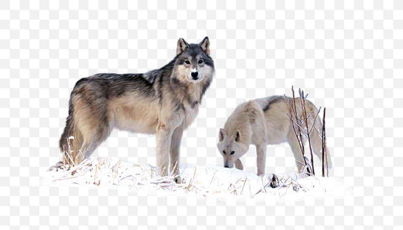 Czechoslovakian Wolfdog Saarloos Wolfdog Coyote Utonagan Alaskan Tundra Wolf, PNG, 800x469px, Czechoslovakian Wolfdog, Alaskan Tundra Wolf, Animal, Black Wolf, Canis Lupus Tundrarum Download Free