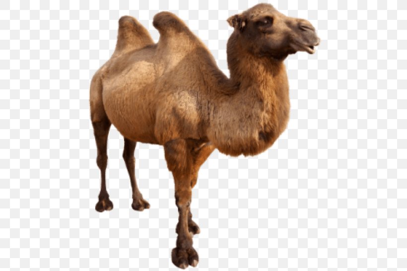 Dromedary Bactrian Camel Zwierzaki Swiata Camel Face, PNG, 480x546px, Dromedary, Animal, Arabian Camel, Bactrian Camel, Camel Download Free