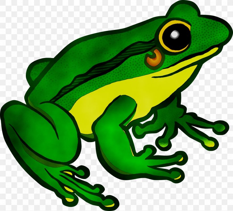Flying Frog Image Toad Royalty-free, PNG, 1280x1157px, Frog, Agalychnis, Amphibian, Bullfrog, Cover Art Download Free