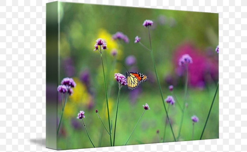 Butterfly Gallery Wrap Meadow Canvas Wildflower, PNG, 650x504px, Butterfly, Art, Canvas, Flora, Flower Download Free