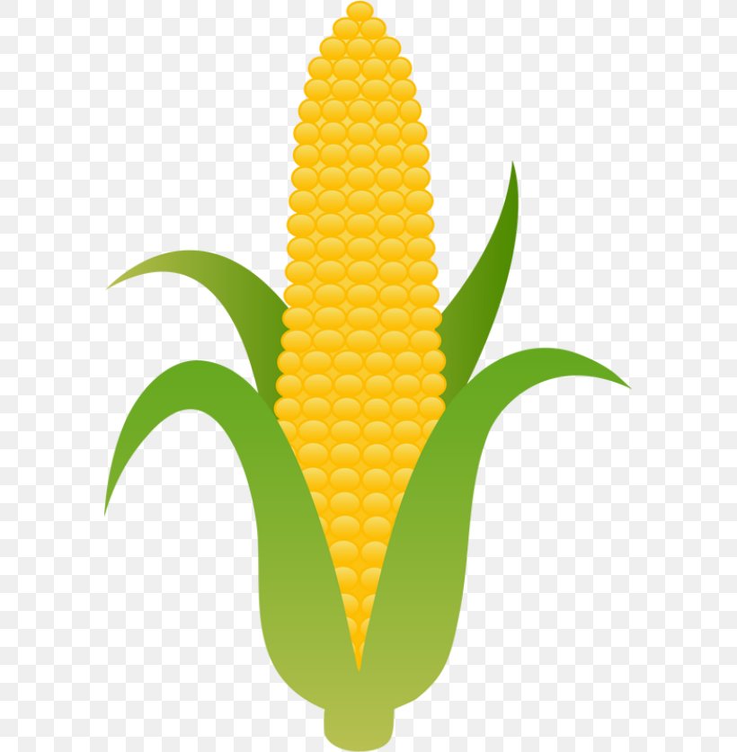 Corn On The Cob Candy Corn Maize Clip Art, PNG, 589x837px, Corn On The Cob, Candy Corn, Commodity, Corncob, Drawing Download Free