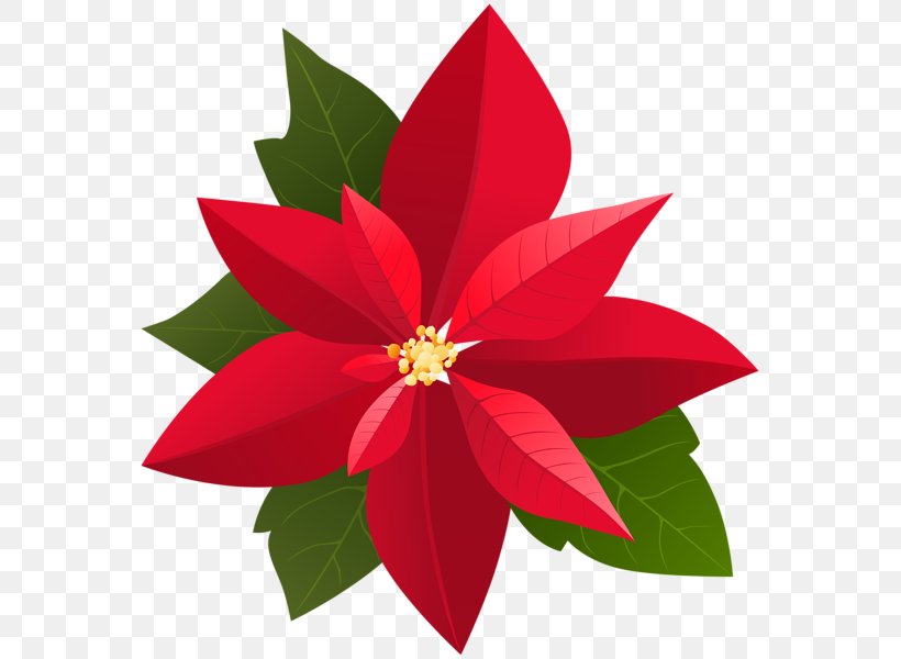 Poinsettia Christmas Clip Art, PNG, 569x600px, Poinsettia, Art, Christmas, Christmas Plants, Flora Download Free