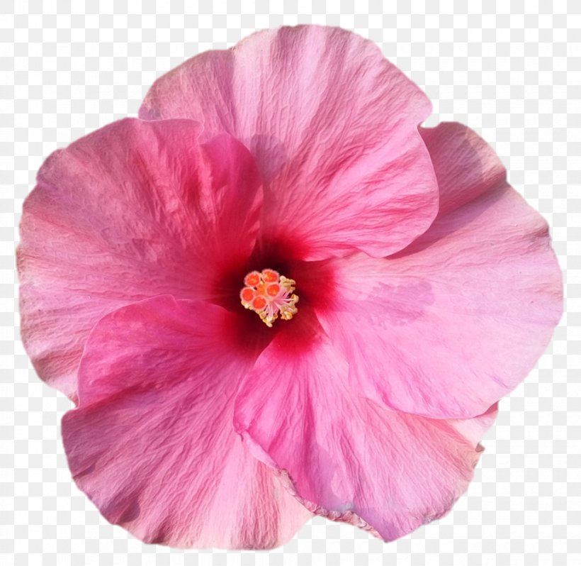 Shoeblackplant Annual Plant Herbaceous Plant Pink M, PNG, 920x896px, Shoeblackplant, Annual Plant, China Rose, Chinese Hibiscus, Flower Download Free