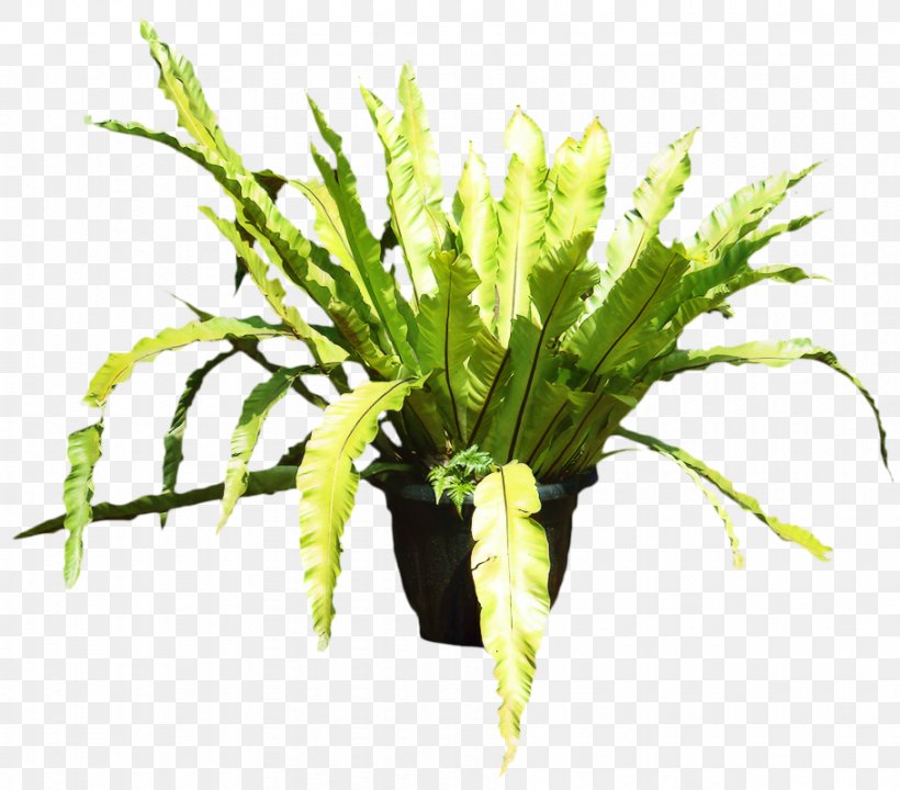 Bird's-nest Fern Portable Network Graphics Clip Art Tree Fern, PNG, 910x800px, Fern, Anthurium, Aquarium Decor, Asplenium Antiquum, Botany Download Free