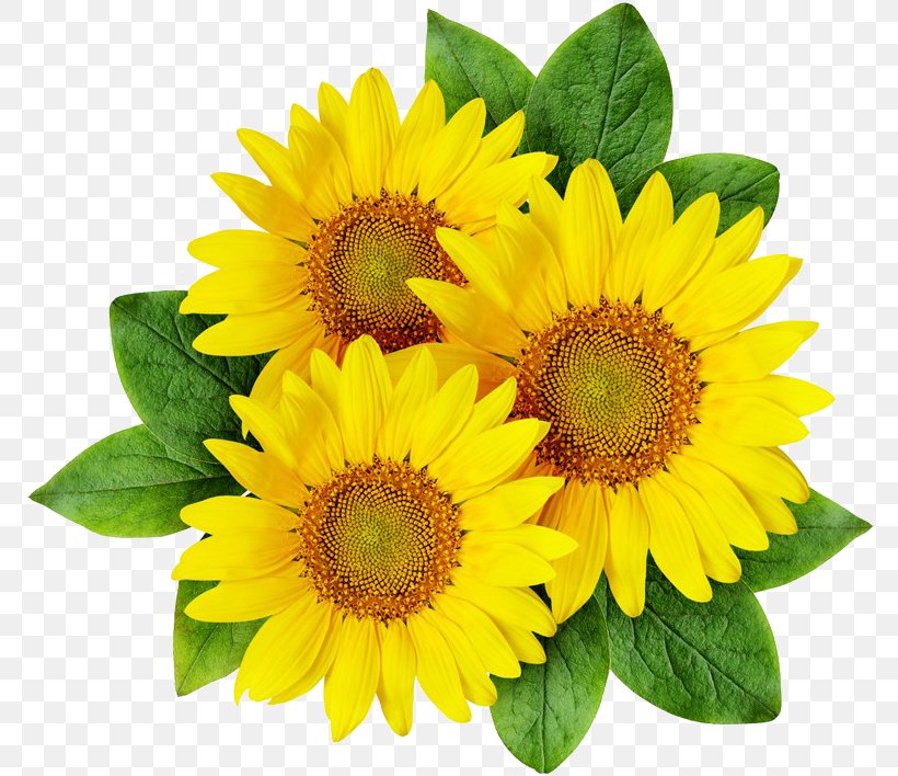 Common Sunflower, PNG, 784x708px, Common Sunflower, Annual Plant, Coreldraw, Daisy Family, Flower Download Free