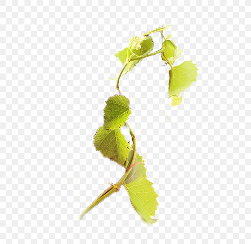 Grape Download Vine Computer File, PNG, 539x797px, Grape, Branch, Grapevines, Gratis, Leaf Download Free