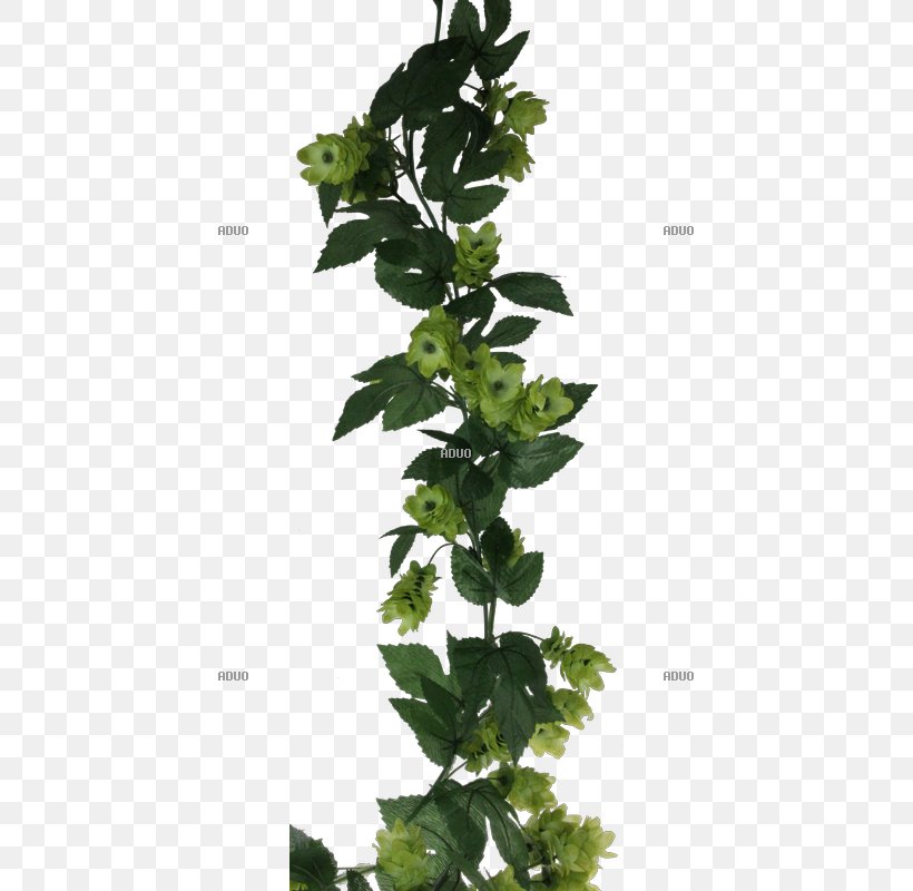 Leaf Herb Flowerpot Plant Stem Tree, PNG, 800x800px, Leaf, Flowerpot, Herb, Ivy, Plant Download Free