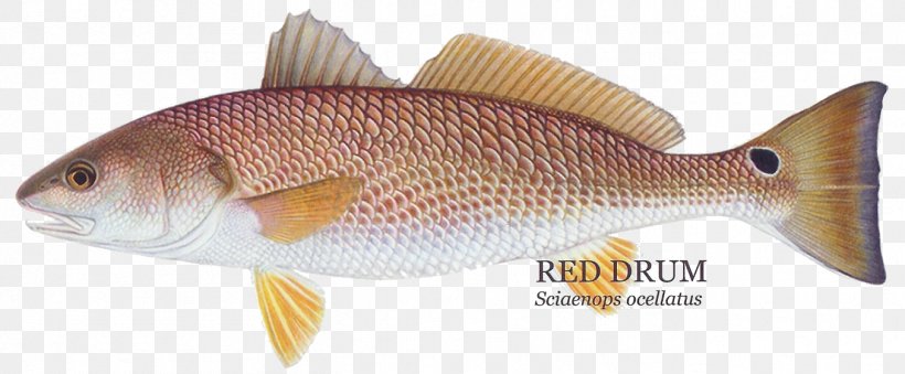 Red Drum Redfish Fishing Black Drum Rose Fish, PNG, 1354x560px, Red Drum, Animal Figure, Black Drum, Blackening, Bony Fish Download Free