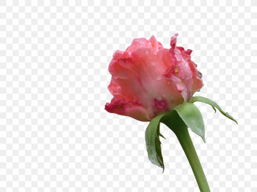 Rose, PNG, 1280x960px, Plant Stem, Biology, Bud, Carnation, Closeup Download Free